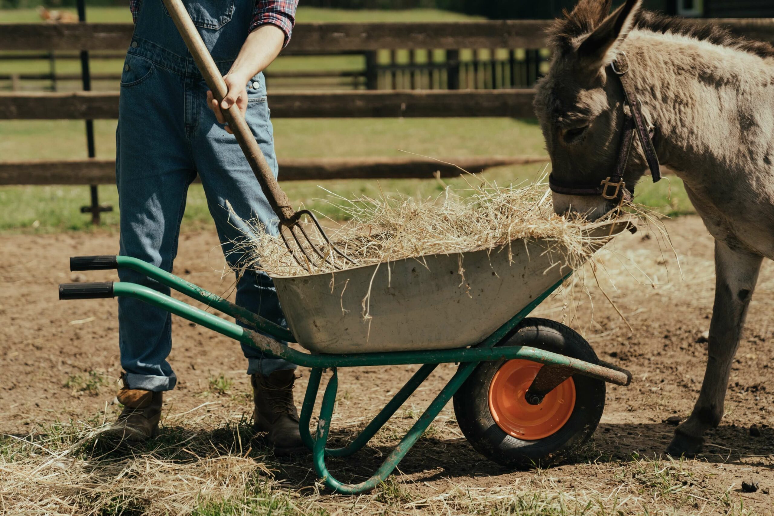 feeding donkwy with hay