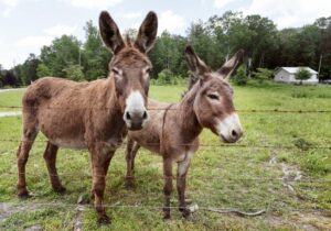 two happy donkeys in the farm