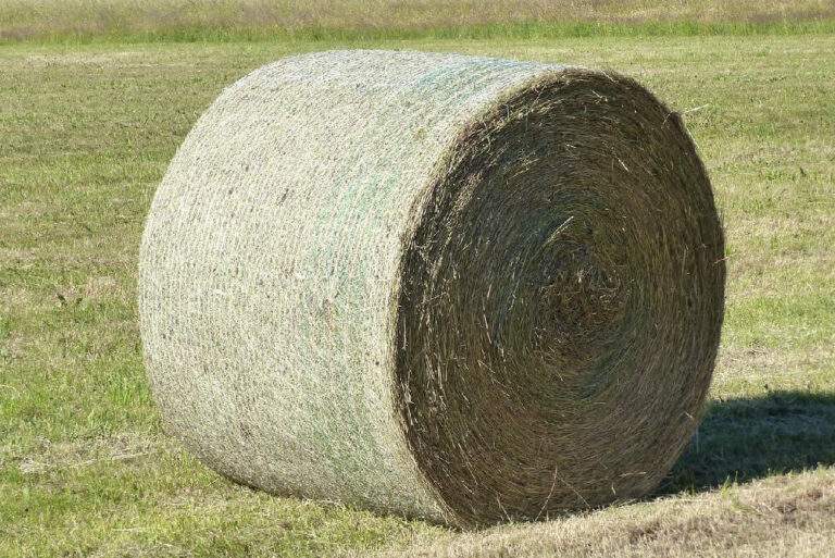 Bermuda hay for sale