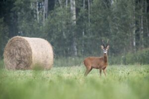 Deer hay