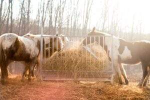 Horse eating hay