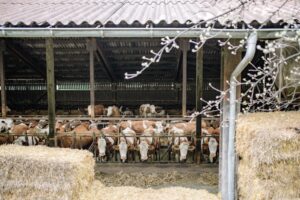 Livestock hay